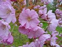 pr serrulata yae murasaki.JPG